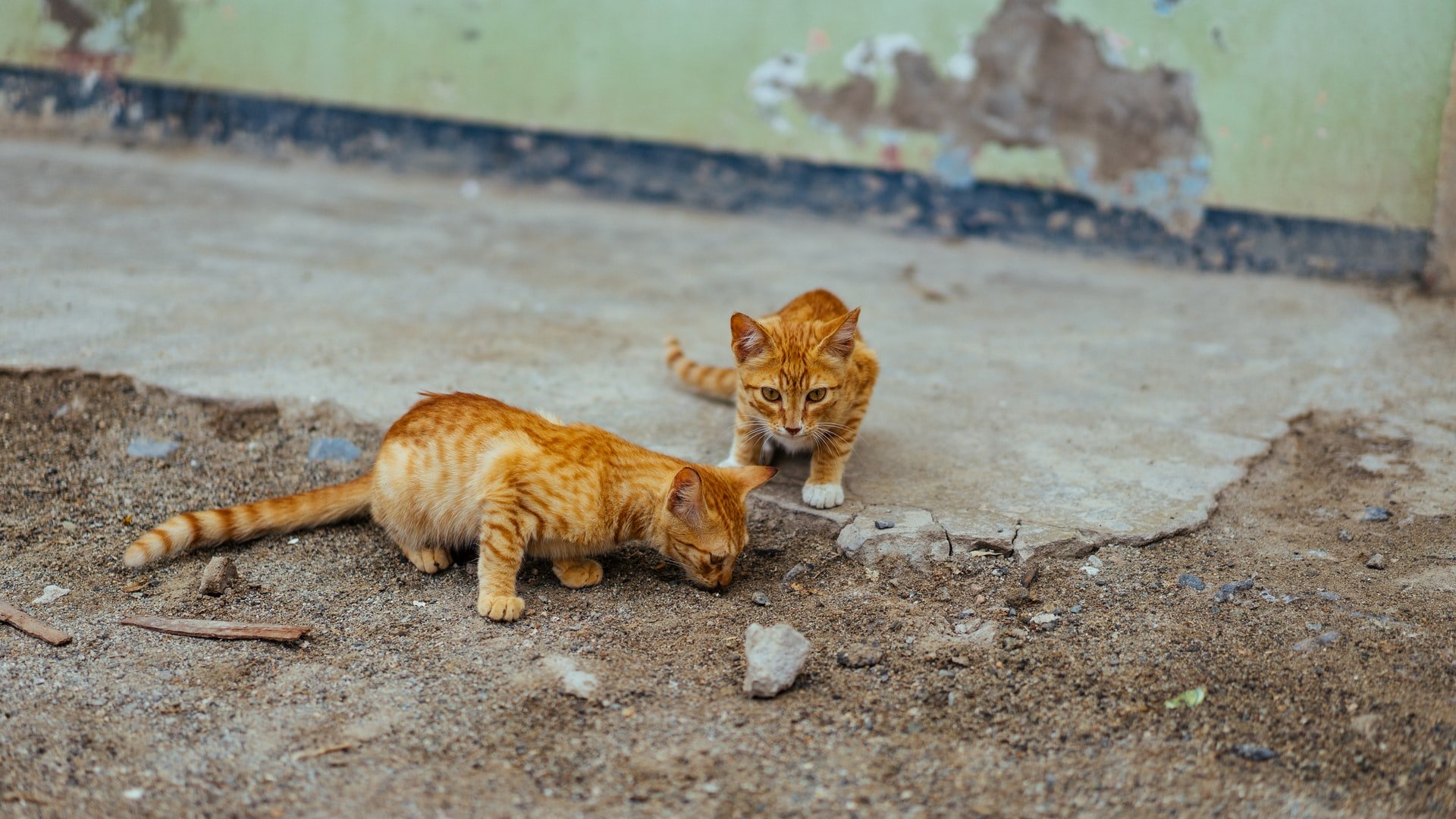 Katzen auf der Straße Dan Gold