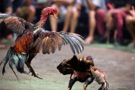 Giant Cockfighting Ring Busted Near Vegas