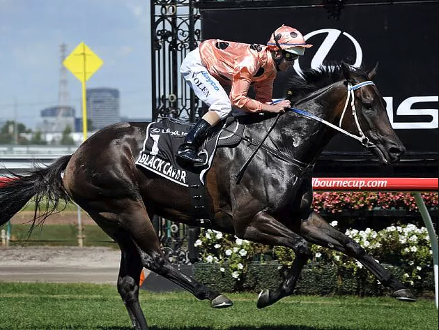 Black Caviar became famous for staying undefeated in her career