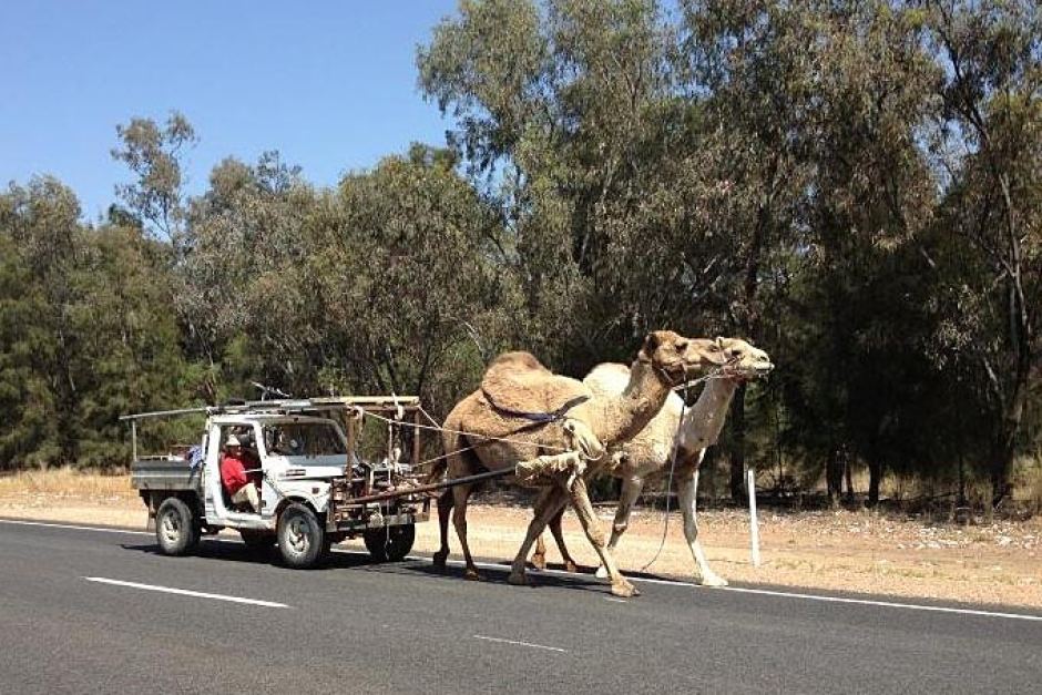 Camels pulling a car along the highway