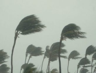 Palm trees blowing in storm