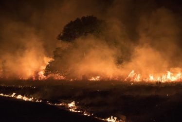 Meadow back burn and Oregon ash tree. River Complex fire in Trinity County, California.