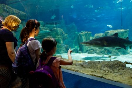 Tourists exploring sea life in aquarium.