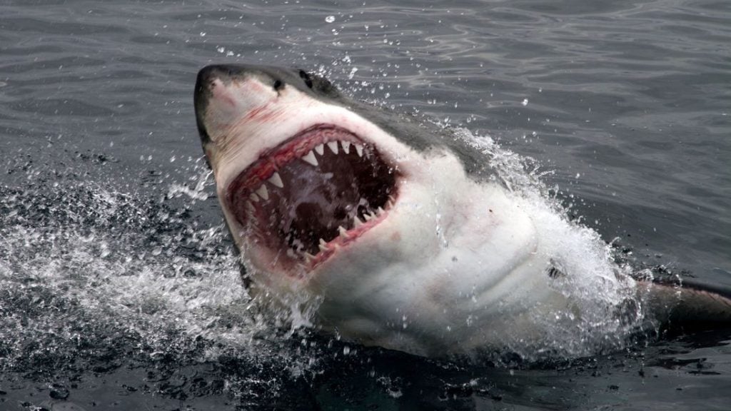 A great white shark rising out of the water to strike