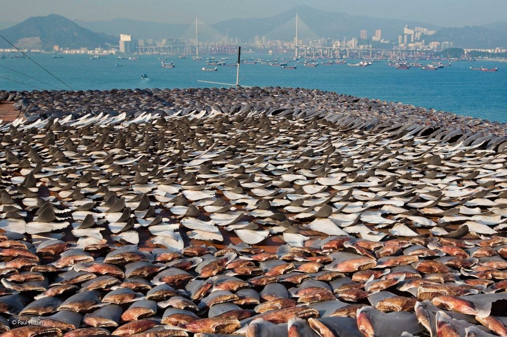 Dead sharks that have been hunted by fishermen
