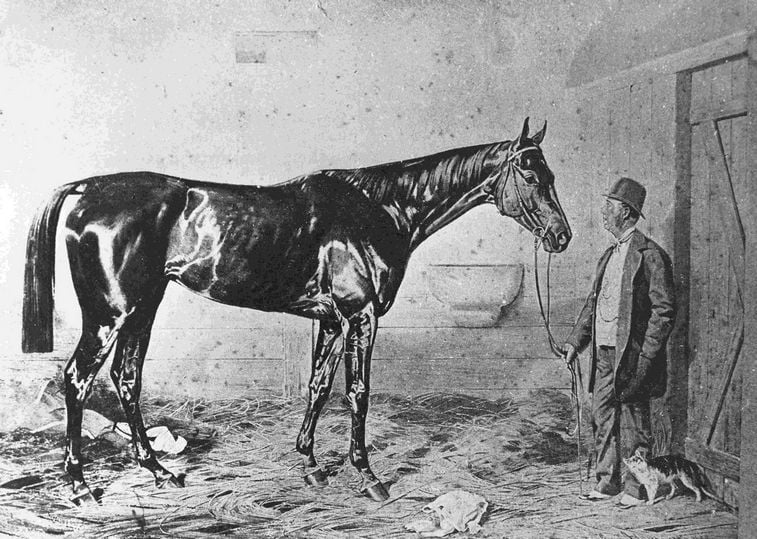 Kincsem was a popular horse in the 19th century
