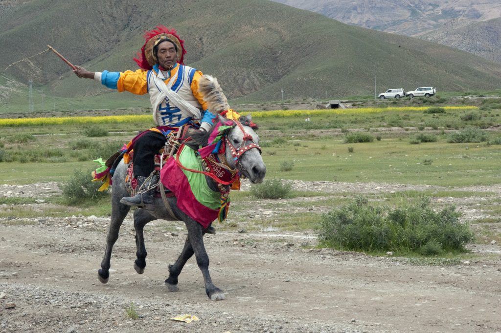 A typical breed of race horse from Tibet