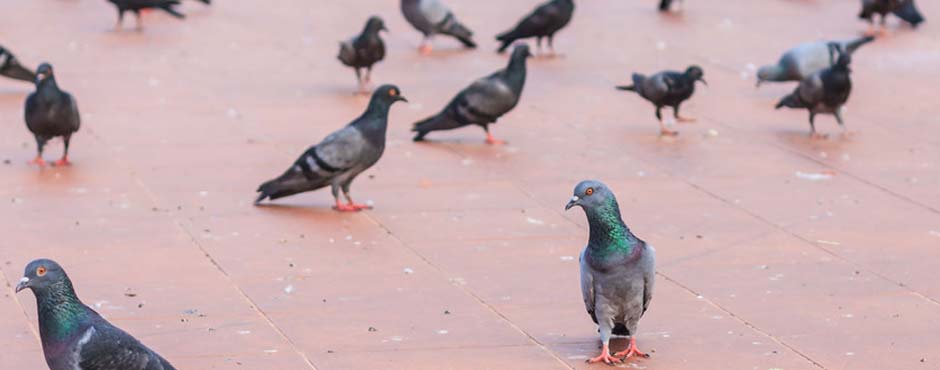 A group of pigeons congregating for food