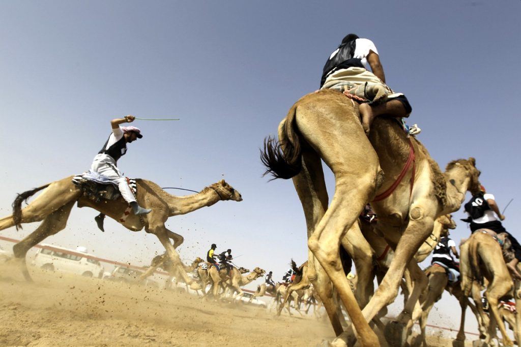 camel racing in Saudi desert