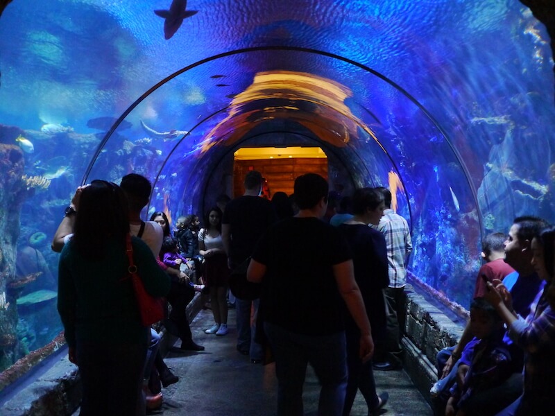 Akuarium Shark Reef di Mandalay Bay