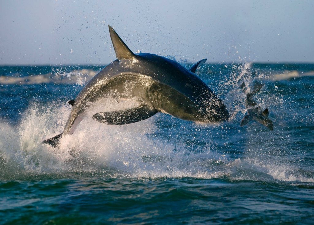A shark leaping out of the water to attack a seal