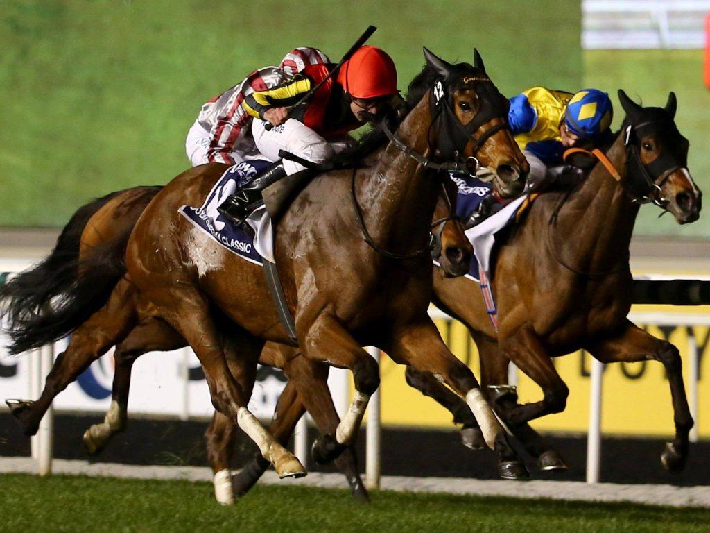 Thoroughbred horses ready for the Chinese market
