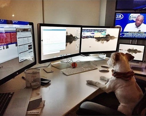 Voulgaris's dog sat at his work station