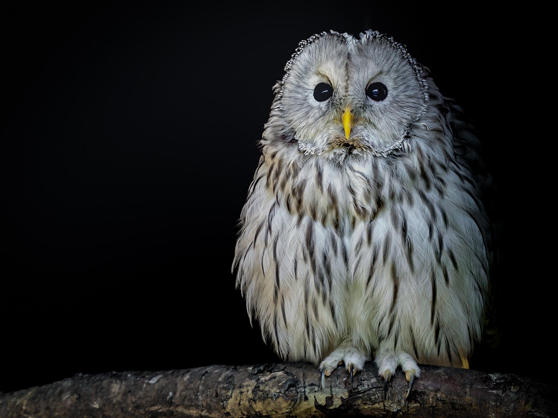 Owl