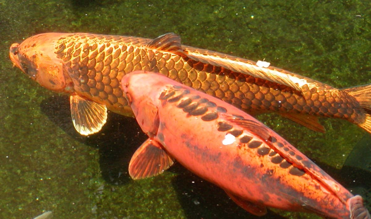 Carp swimming