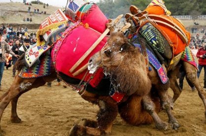Camel Wrestling Festival