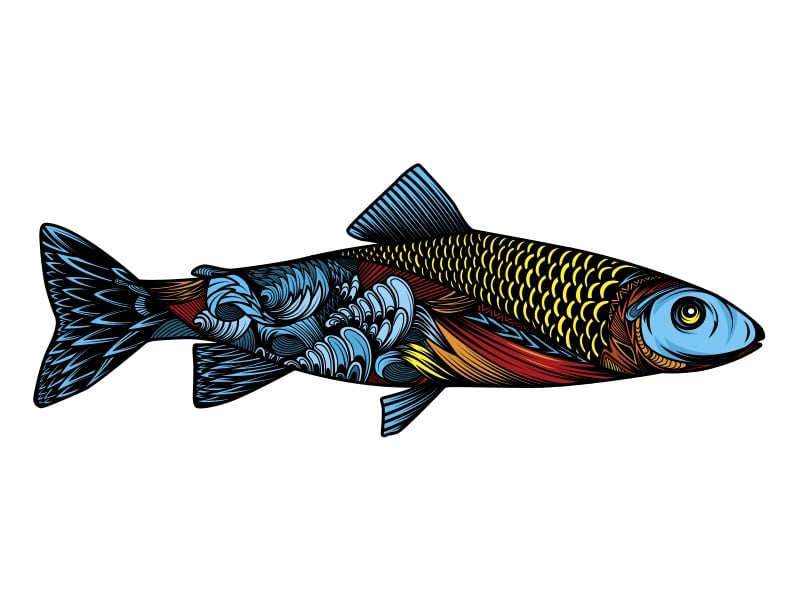 colourful fish illustration