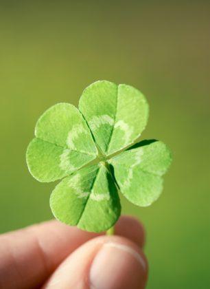Person holding four leaf clover
