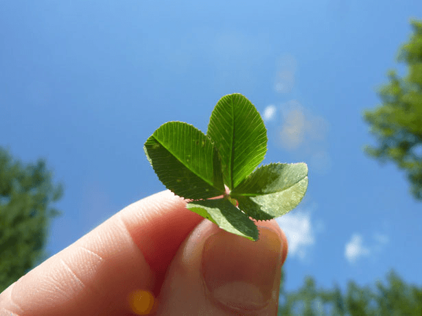 Four-leaf clover