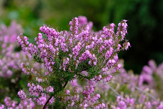 heather