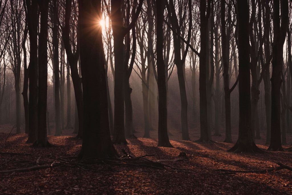 forest with light shinning through trees 