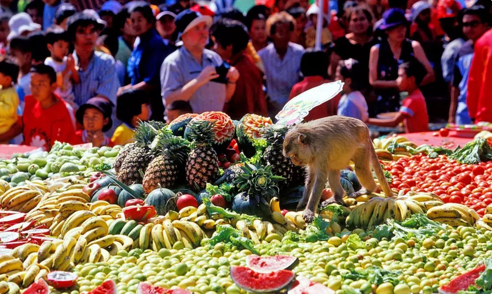 Monkey buffet Thailand