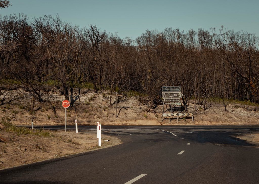 Burnt forest in Australia