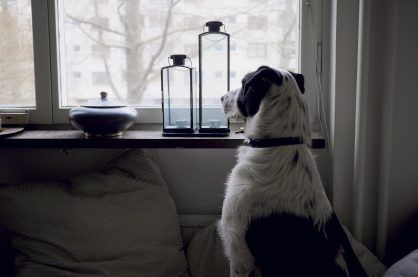 Dog looking out window