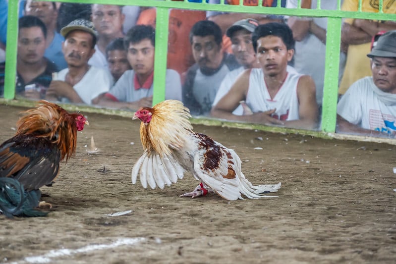 Sabong or cockfighting 