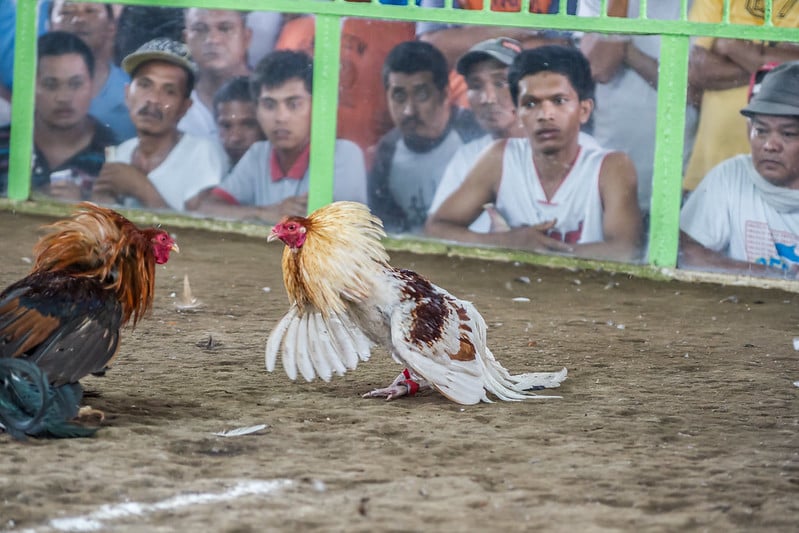 Sabong or cockfighting