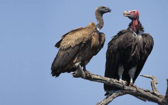 Two vultures