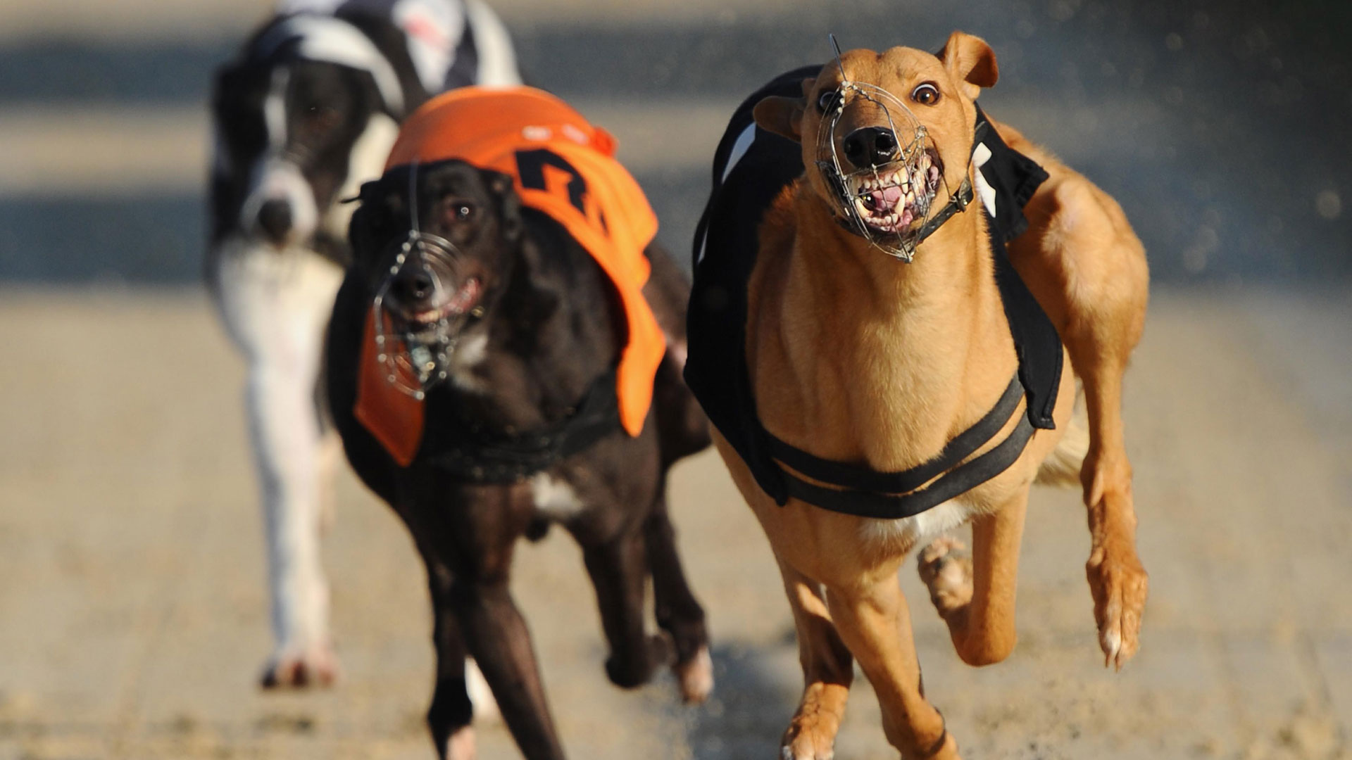 Greyhounds laufen im Macau Canidrome