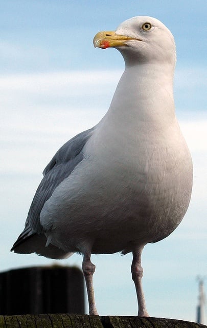 Möwe