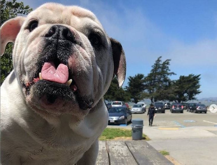 Geoff Robinsons Bulldogge Barristan