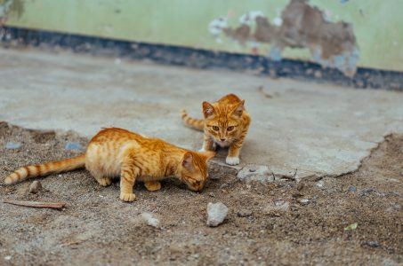 Katzen auf der Straße Dan Gold