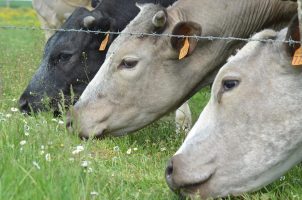 Rinder, Ochsen, auf der Weide