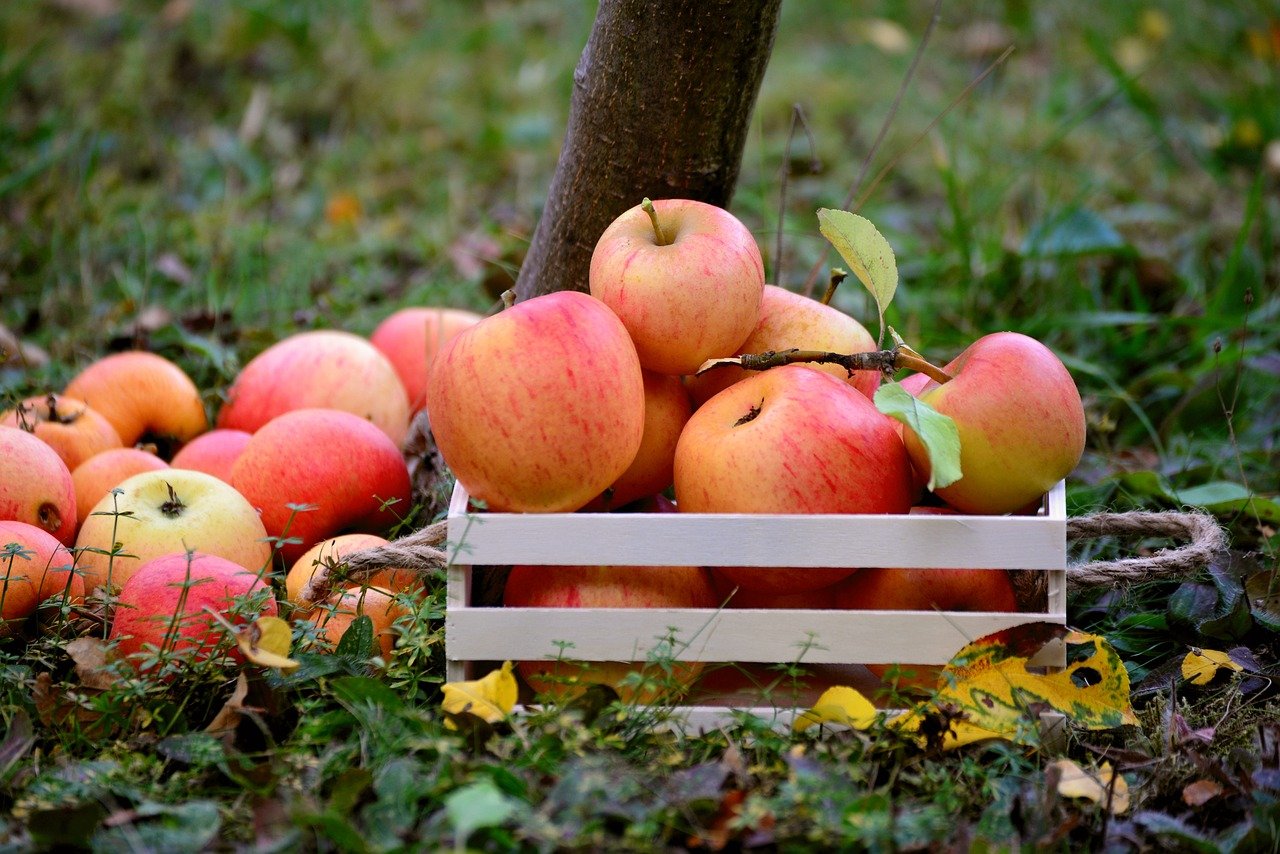 Äpfel, Apfelbaum, Streuobst