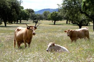 Spanien, Extremadura, Kühe