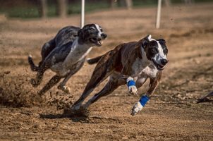 Windhunde