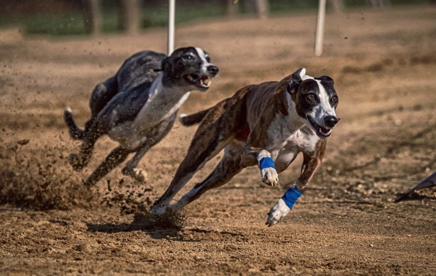 Windhunde