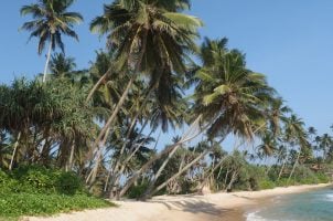 Strand und Palmen