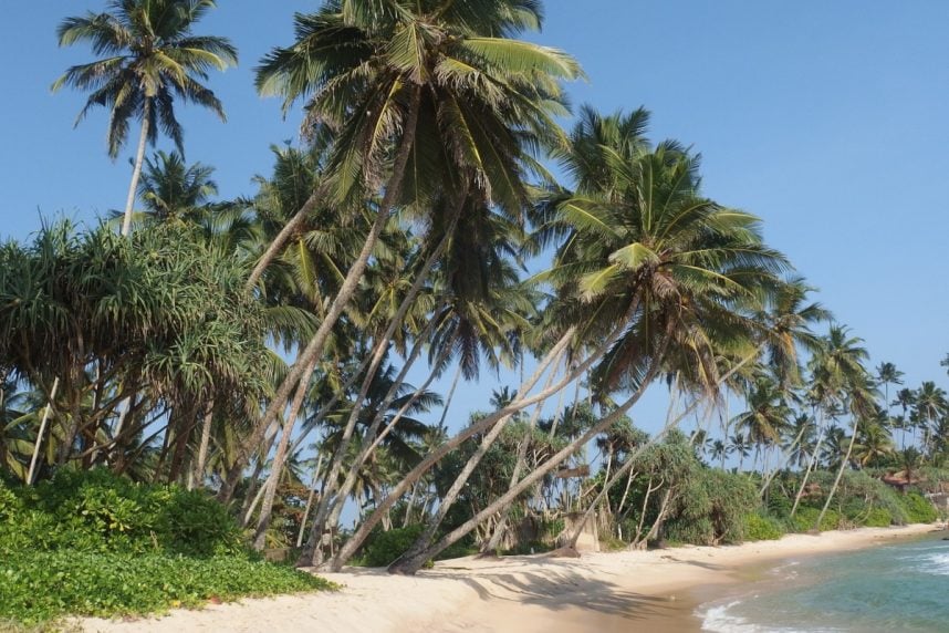 Strand und Palmen