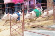 Schweinerennen