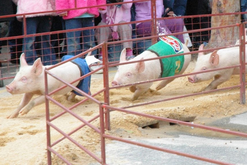 Schweinerennen