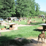 Massive Southern Dog Fighting Ring Bust Reveals Drugs and Stolen Pets