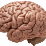 Scientists Find Area of the Brain Linked to Gambler’s Fallacy