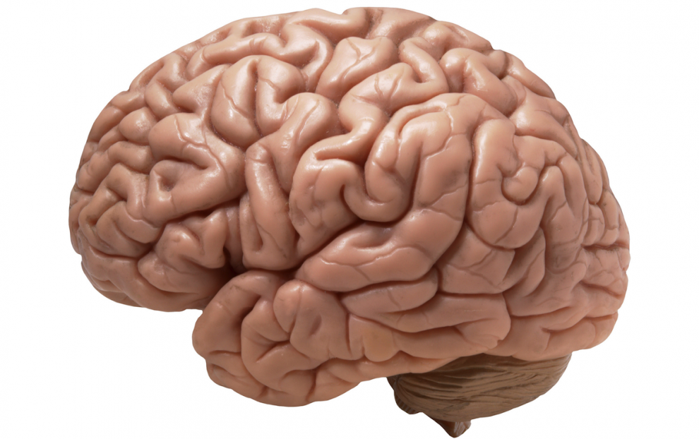 insula gambler's fallacy