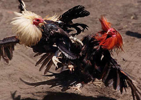 cockfighting Washington State