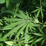 Gambling Licensees Told to Lay Off Marijuana To Stay in Game