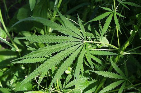 Nevada Gaming Control Board medical marijuana